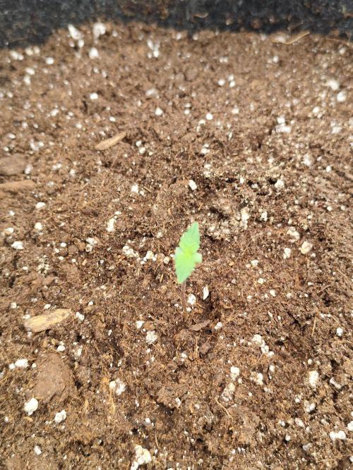 Apple Blossom Auto 🍎🌸. Week 0