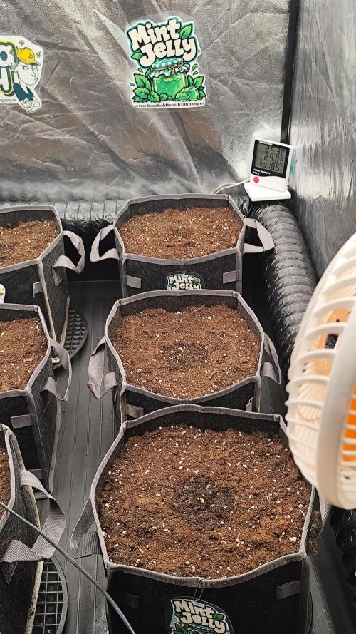 Mint Jelly Auto 🍃❄️. Week 0