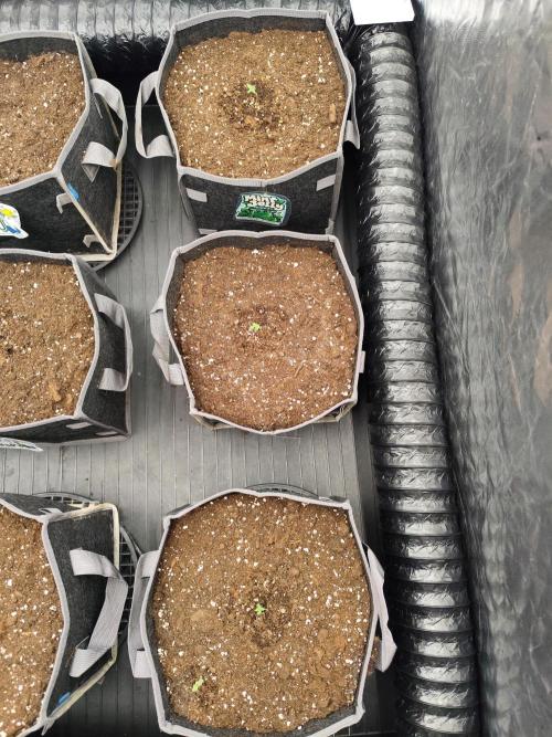 Mint Jelly Auto 🍃❄️. Week 0