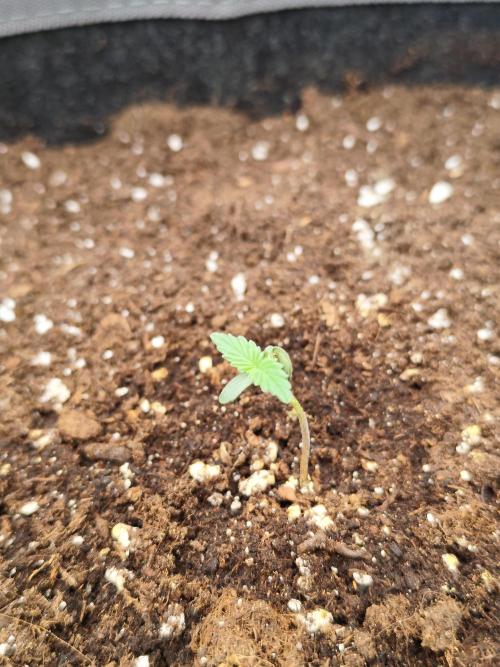 Mint Jelly Auto 🍃❄️. Week 0