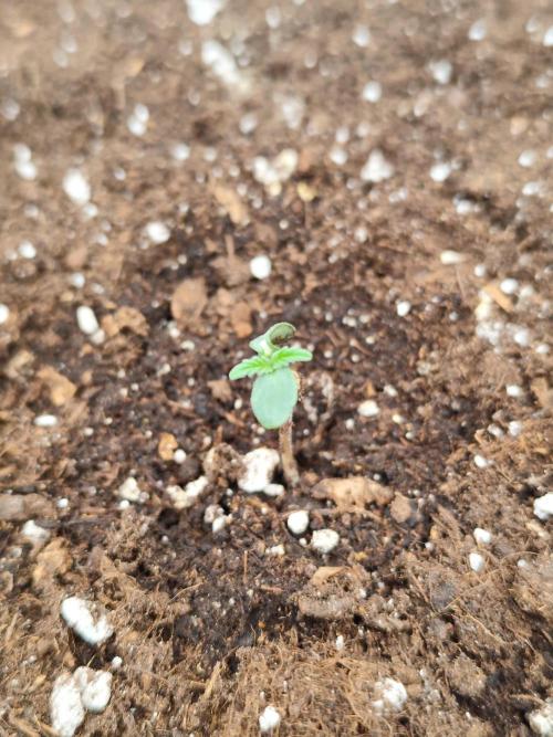 Mint Jelly Auto 🍃❄️. Week 0