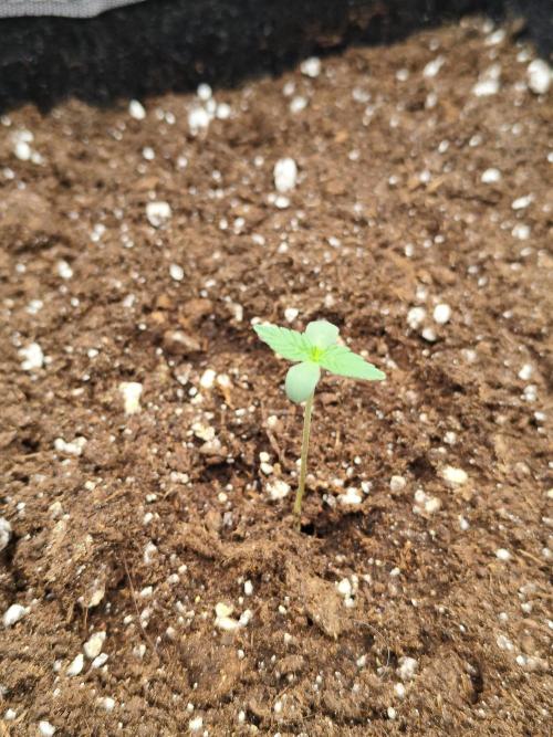 Mint Jelly Auto 🍃❄️. Week 0