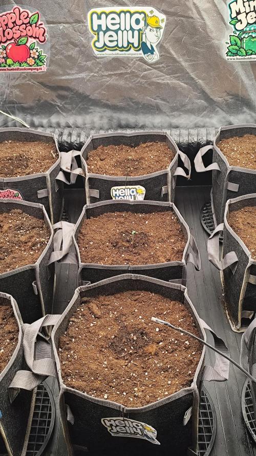 Back to Hella 🍯🍇🍭 (Autoflower). Week 0