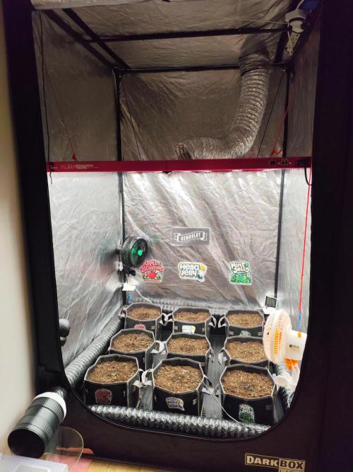 Back to Hella 🍯🍇🍭 (Autoflower). Week 0