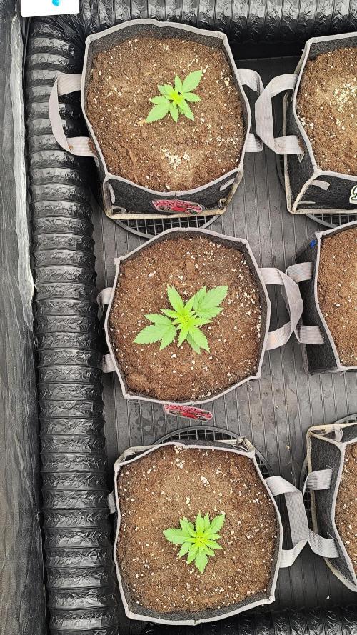 Apple Blossom Auto ππΈ. Week 1 - ππΈ APPLE BLOSSOM AUTO - HUMBOLDT SEED COMPANY