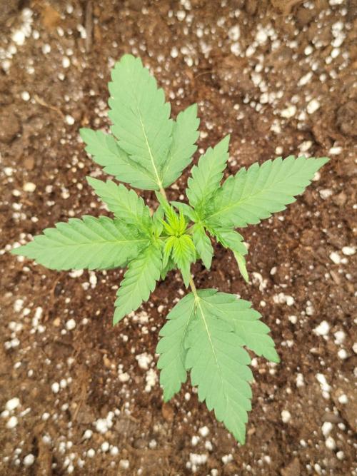 Back to Hella 🍯🍇🍭 (Autoflower). Week 2 - 19.10.2026