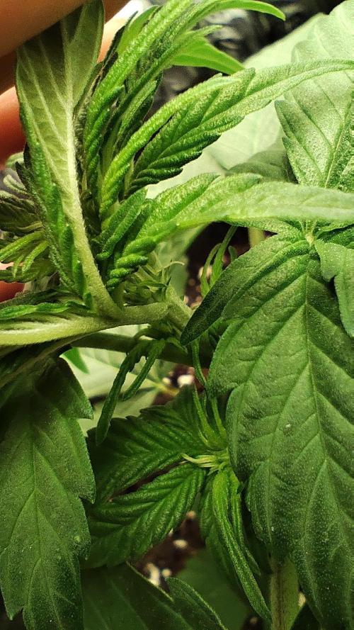 Apple Blossom Auto 🍎🌸. Week 3 - 25.10.2026