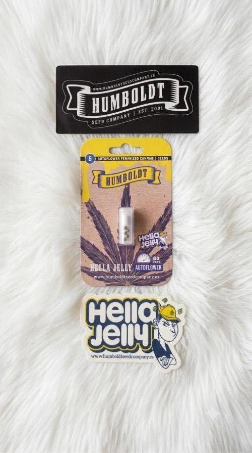 Hella Jelly Auto 🍯🌿. Week 0 - 07.06.2026/Hella Jelly Autoflower-Humboldt Seed Company 