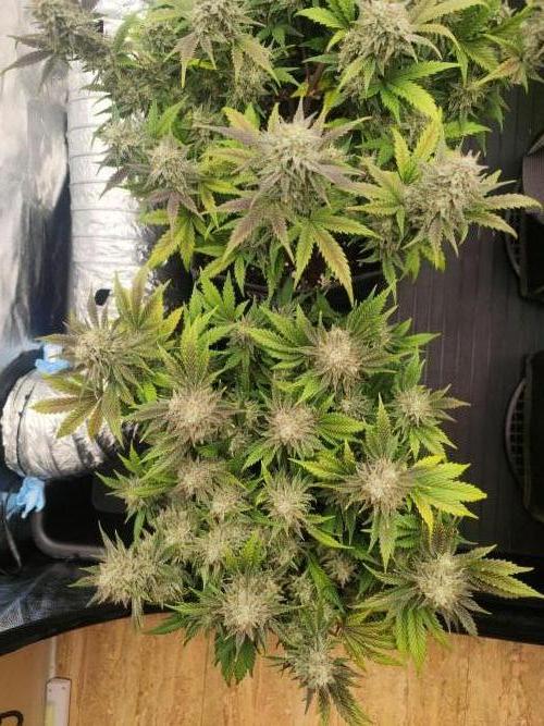 Hella Jelly Auto 🍯🌿. Week 9 - MOCHI