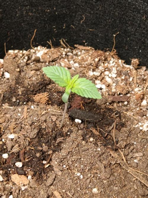 First grow. Week 1