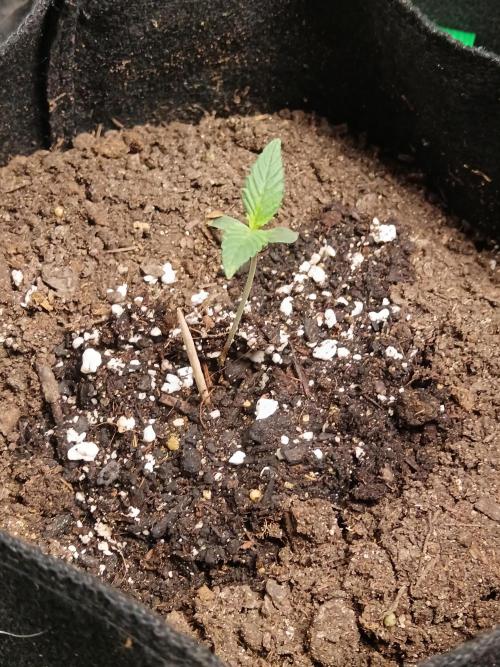 First grow. Week 1