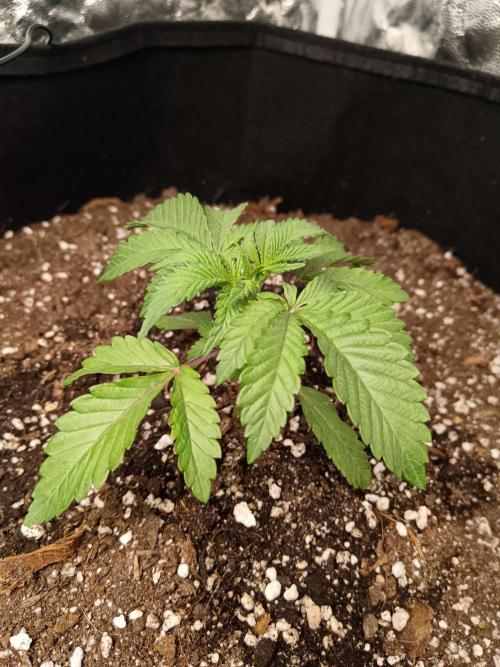 First grow. Week 1