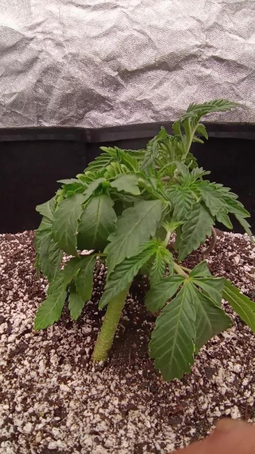 First grow