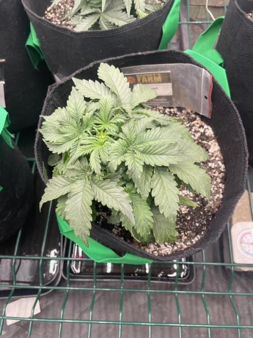 First grow. Week 3