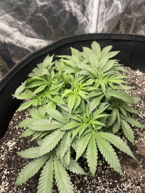 First grow. Week 3