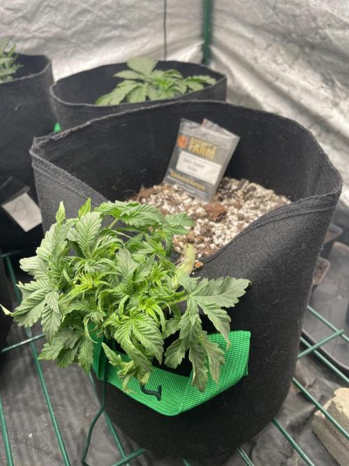 First grow. Week 3