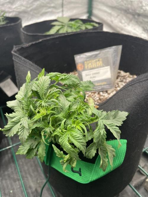 First grow. Week 3