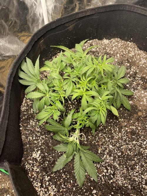 First grow. Week 3