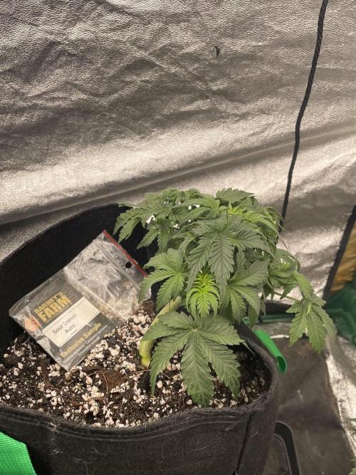 First grow. Week 4