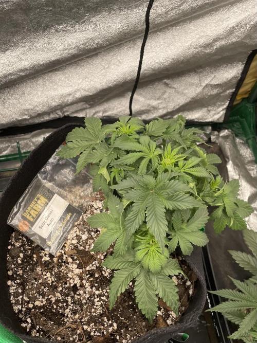 First grow. Week 4