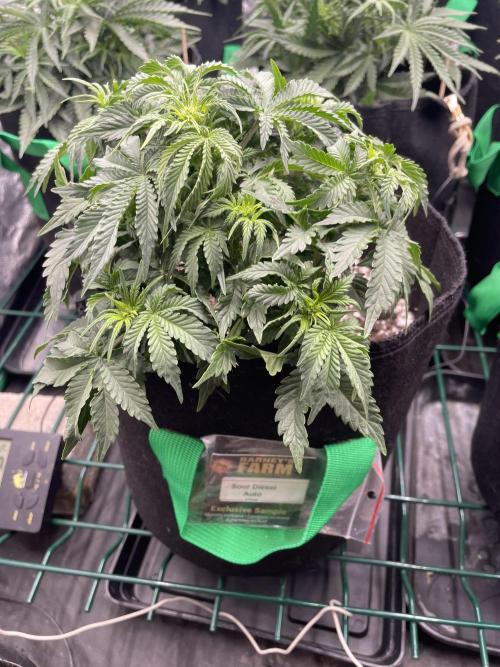 First grow. Week 4