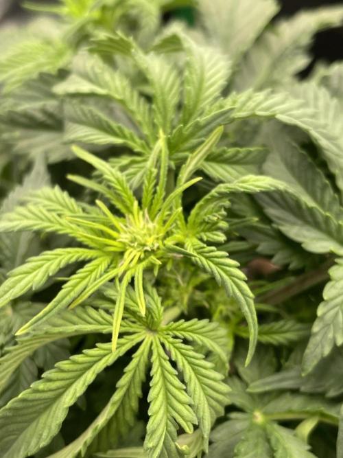 First grow. Week 4