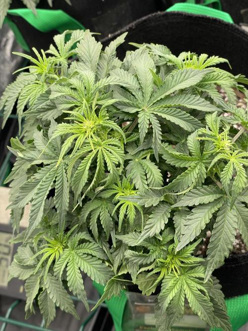 First grow. Week 4