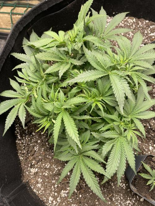 First grow. Week 4 - Z.D.F