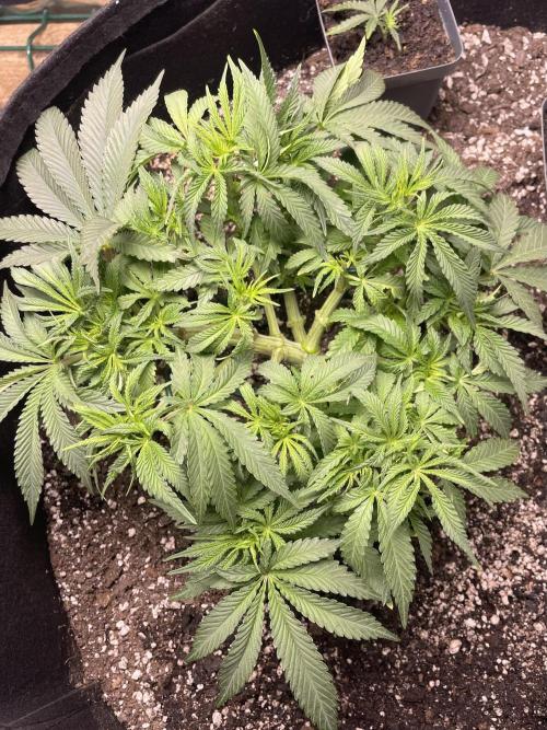 First grow. Week 4 - Z.D.F