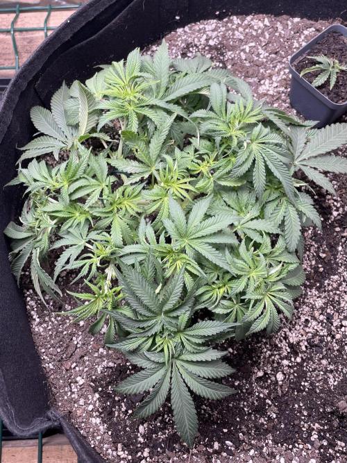 First grow. Week 4 - Z.D.F