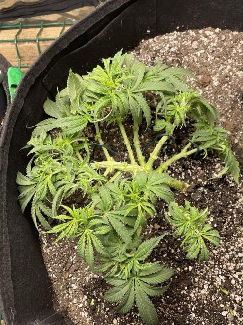 First grow. Week 4 - Z.D.F