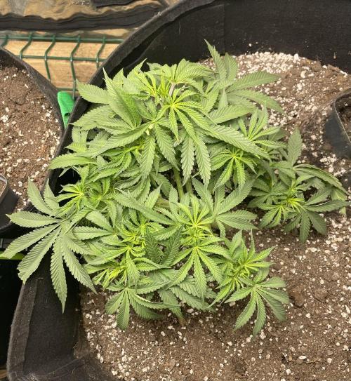First grow. Week 4 - Z.D.F