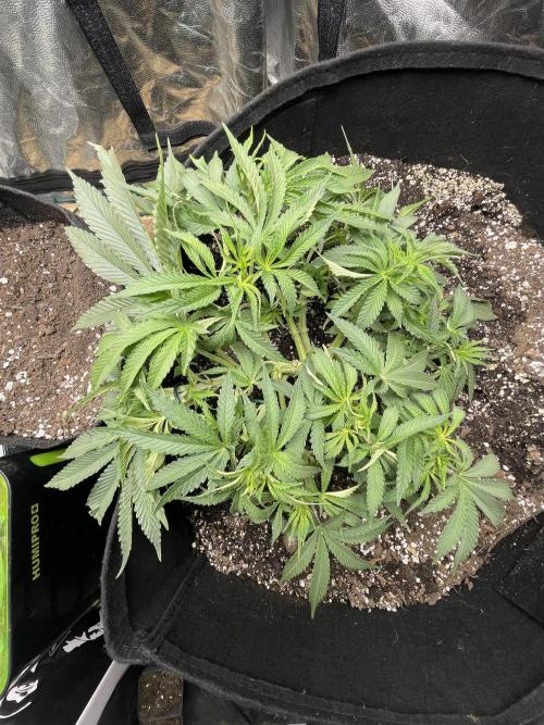 First grow. Week 4 - Z.D.F