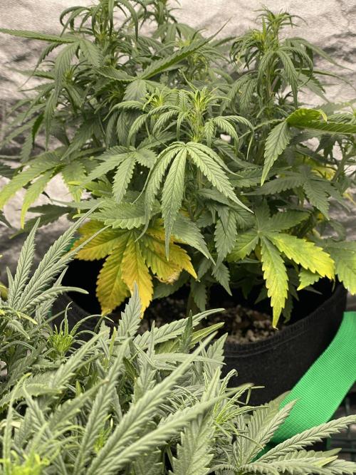 First grow. Week 4 - Co pa ji chybí ? 