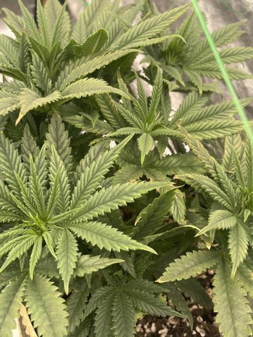 First grow. Week 4