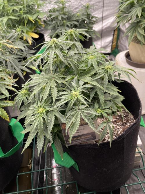 First grow. Week 5 - Sour diesel 