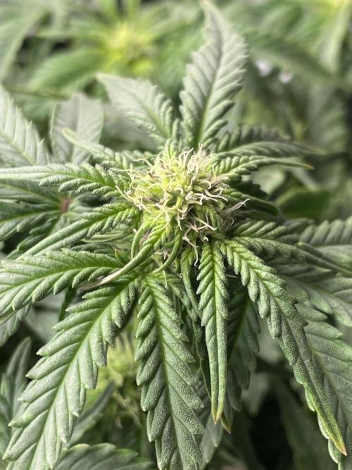 First grow. Week 5 - Sour diesel 