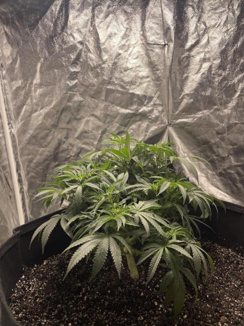 First grow. Week 5 - ZDF 