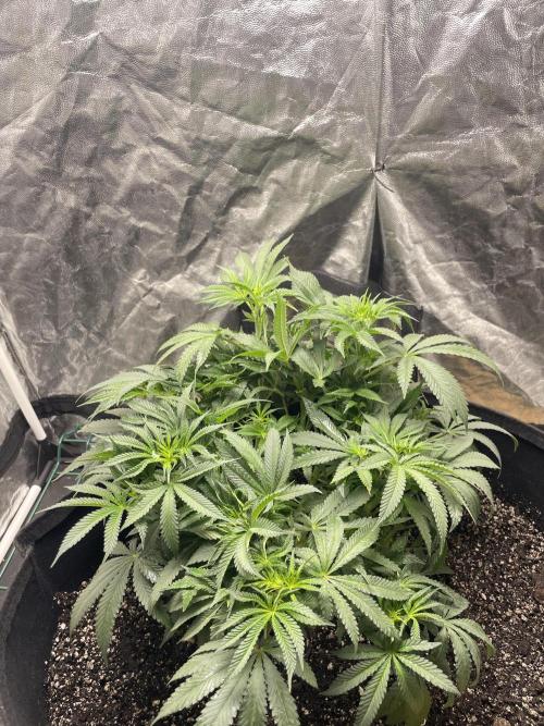 First grow. Week 5 - ZDF 