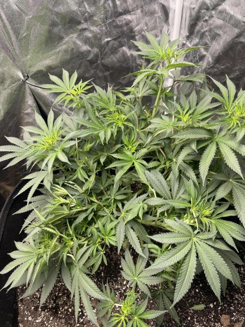 First grow. Week 5 - ZDF 