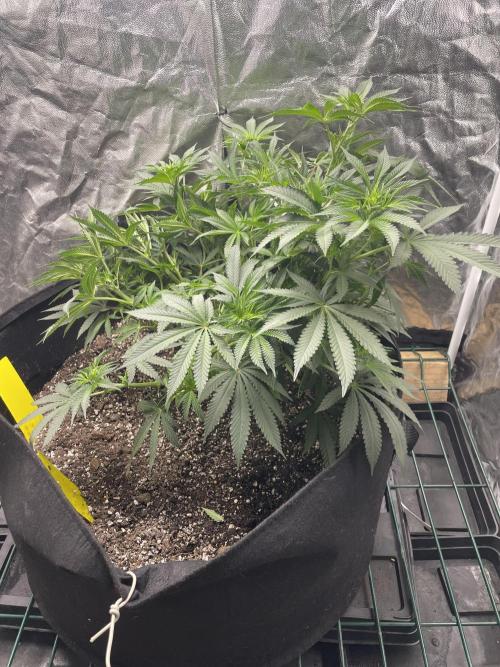 First grow. Week 5 - ZDF 
