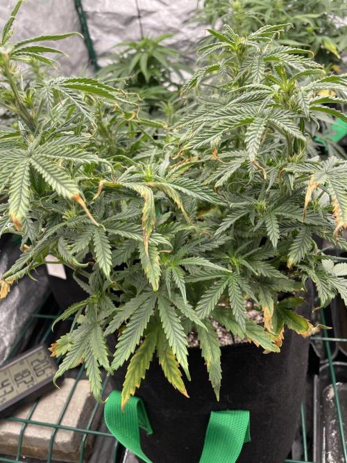 First grow. Week 5 - Chcípak obecný 