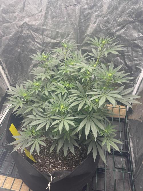 First grow. Week 6 - Z.D.F