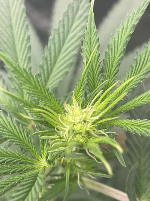 First grow. Week 6 - Z.D.F