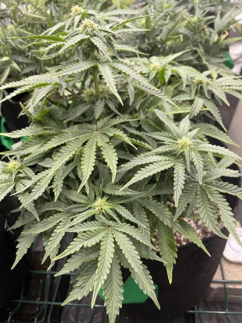 First grow. Week 6