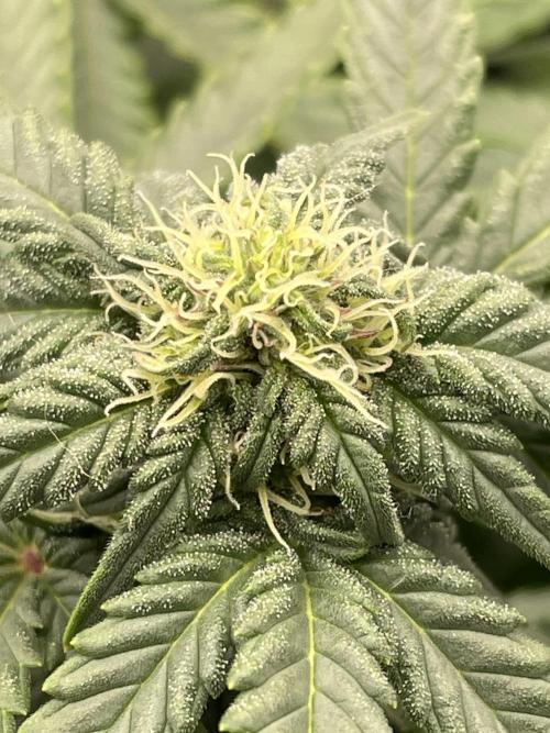 First grow. Week 6