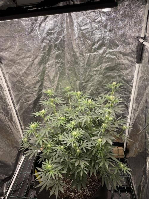 First grow. Week 7