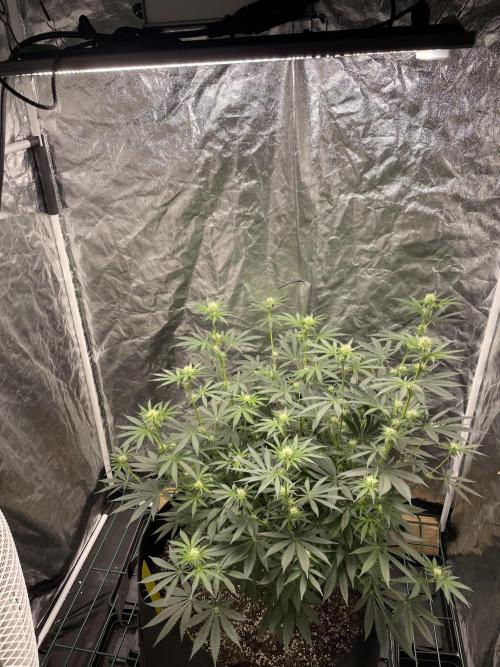 First grow. Week 7