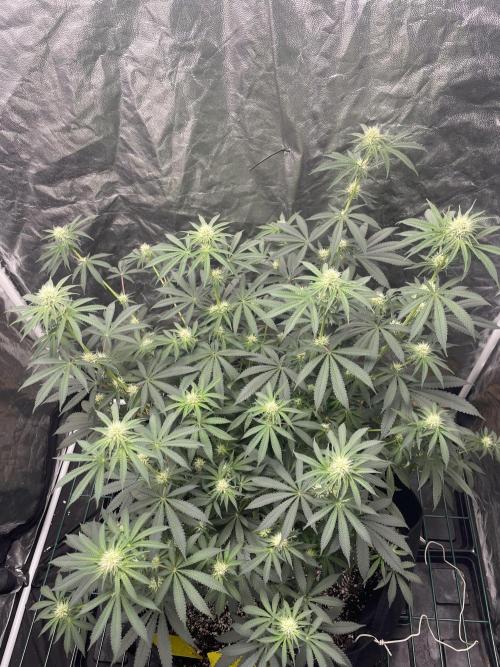 First grow. Week 7