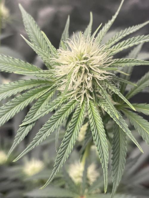 First grow. Week 7